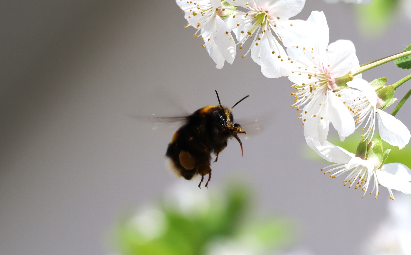 Полёт шмеля