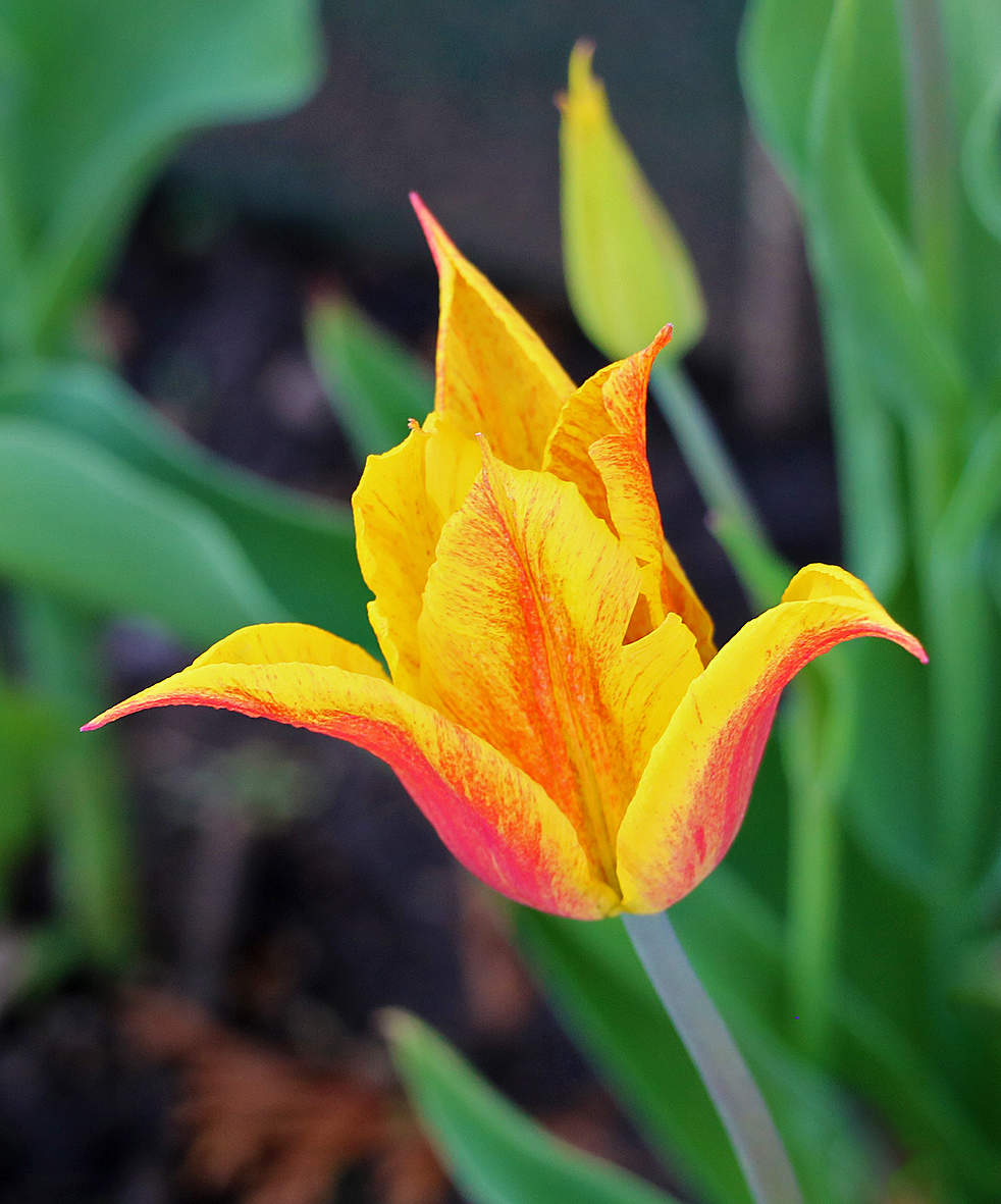 Весна... апрель...