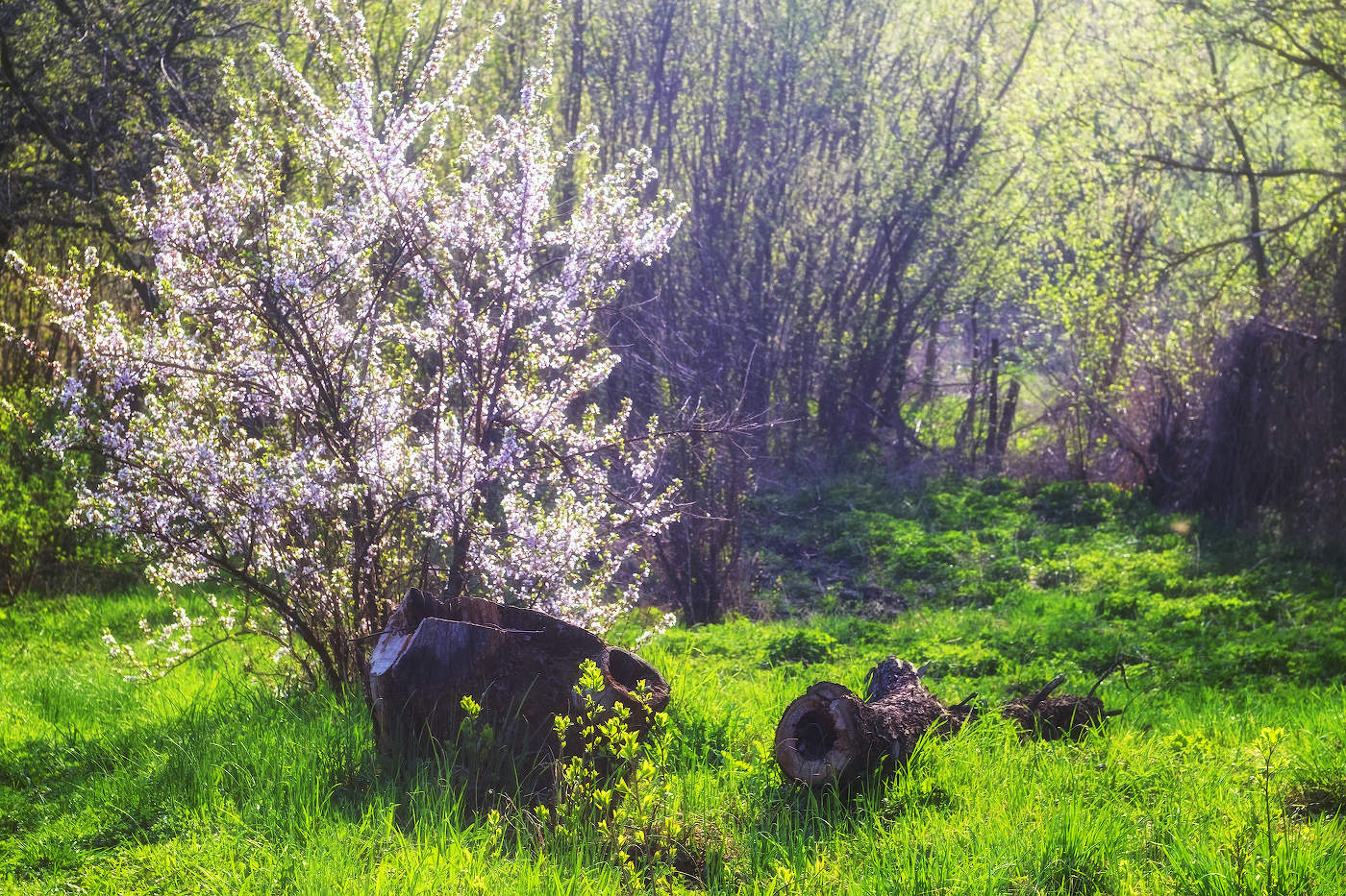Вишнёвый утренник