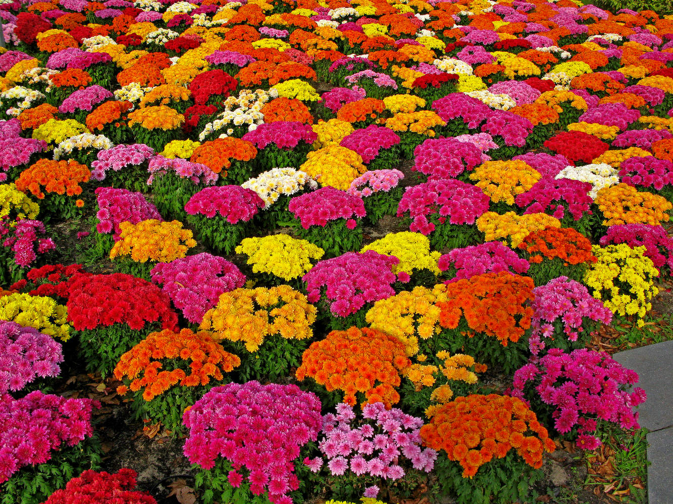 Цветы в парке Зарядье