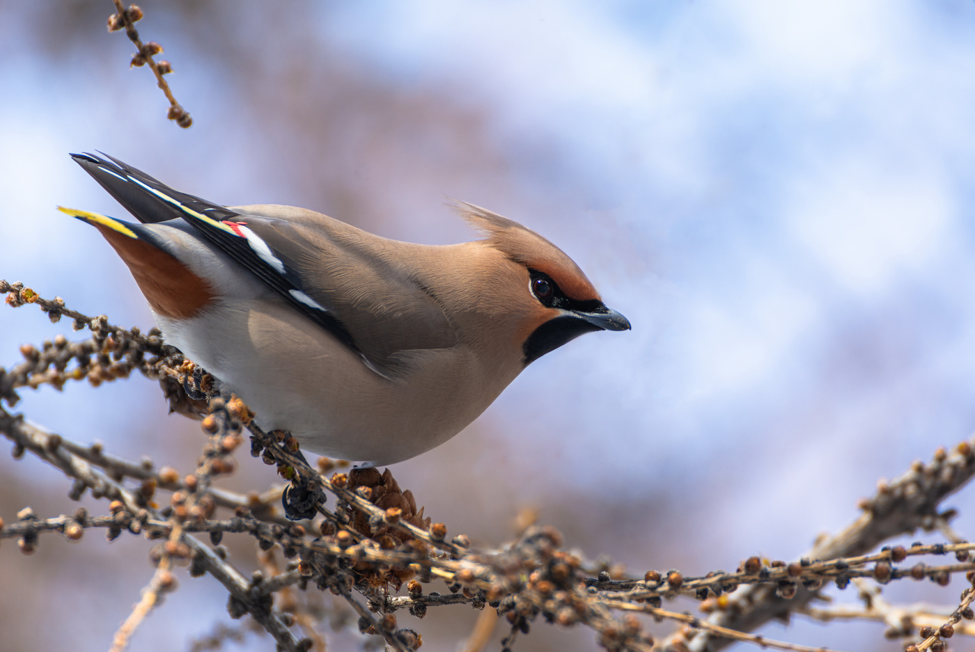 на лиственнице