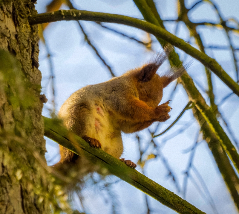 Прошу, прошу, прошу - много орешков )