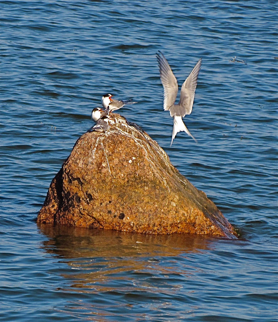 Крачкин островок