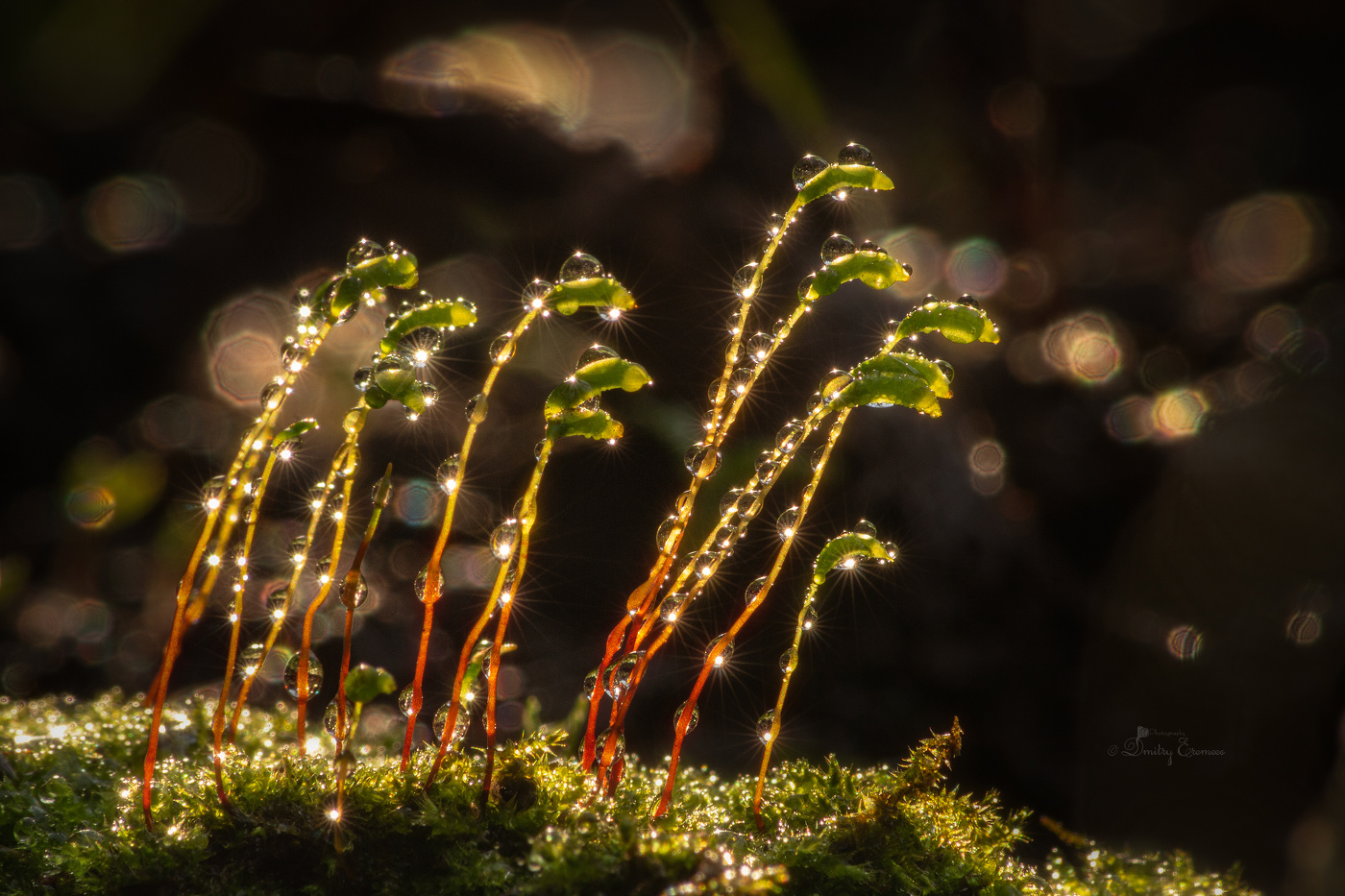 Апрельская семейка...