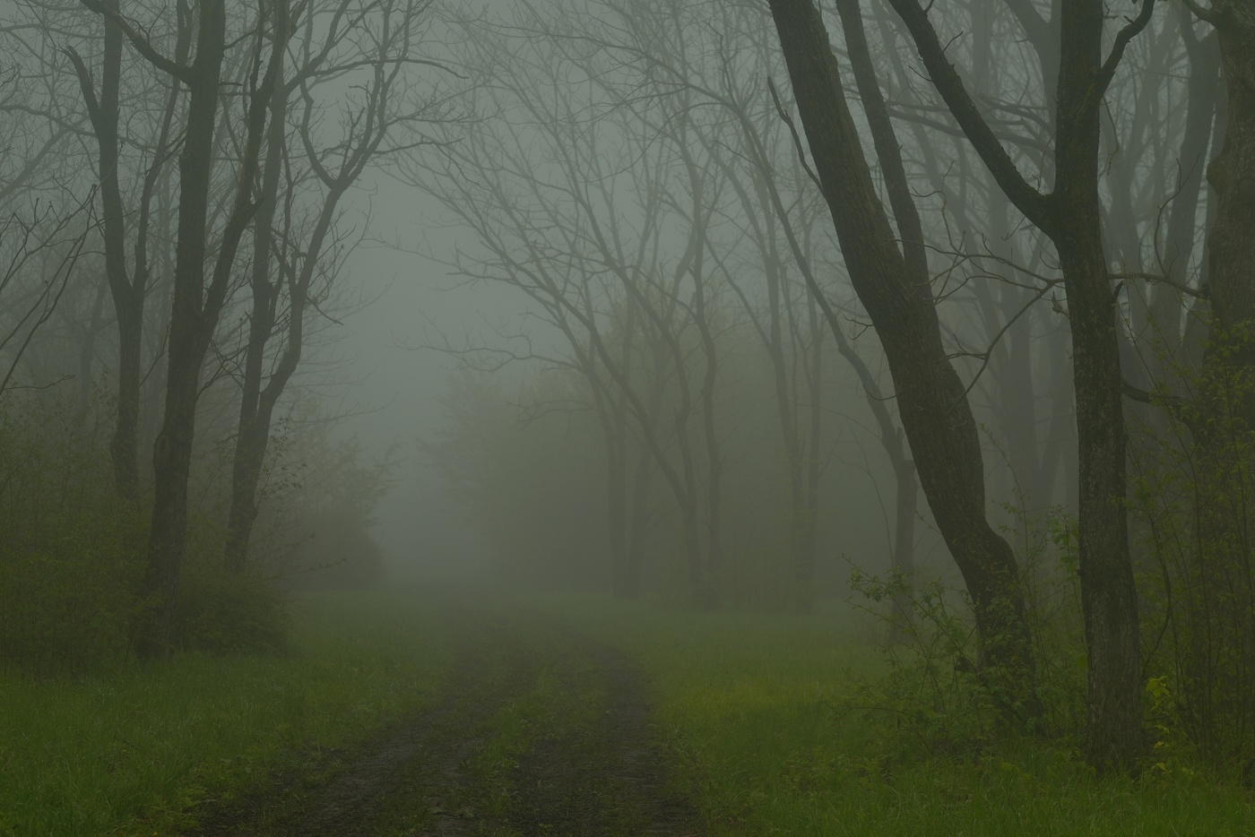 Туманное утро