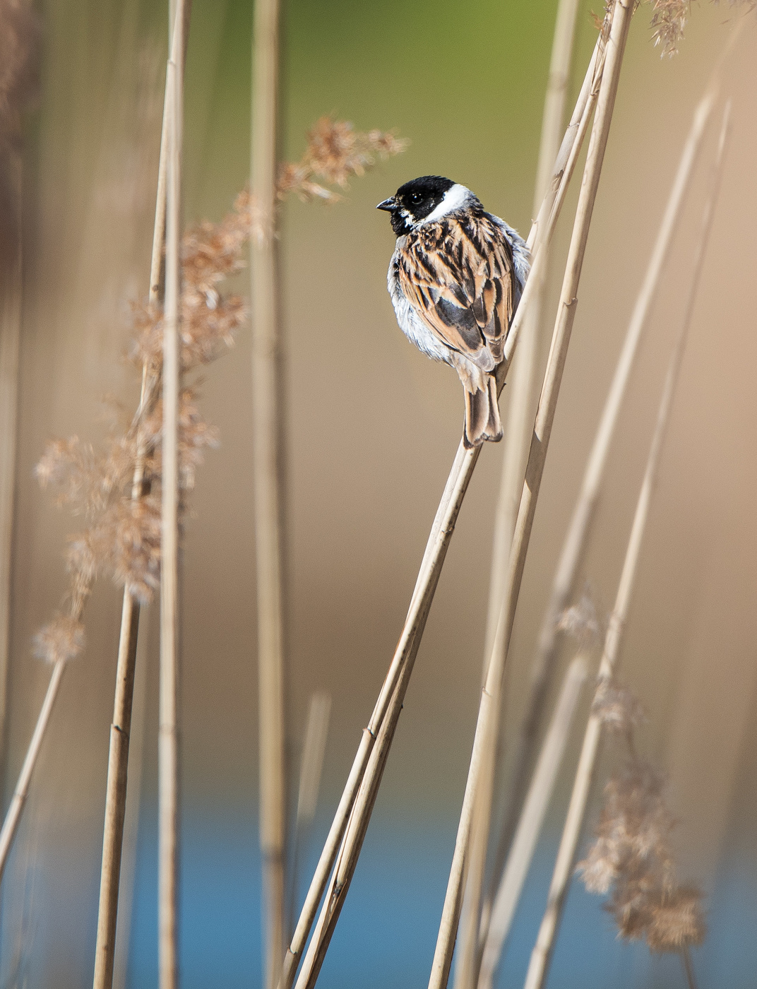 Тростниковая овсянка.