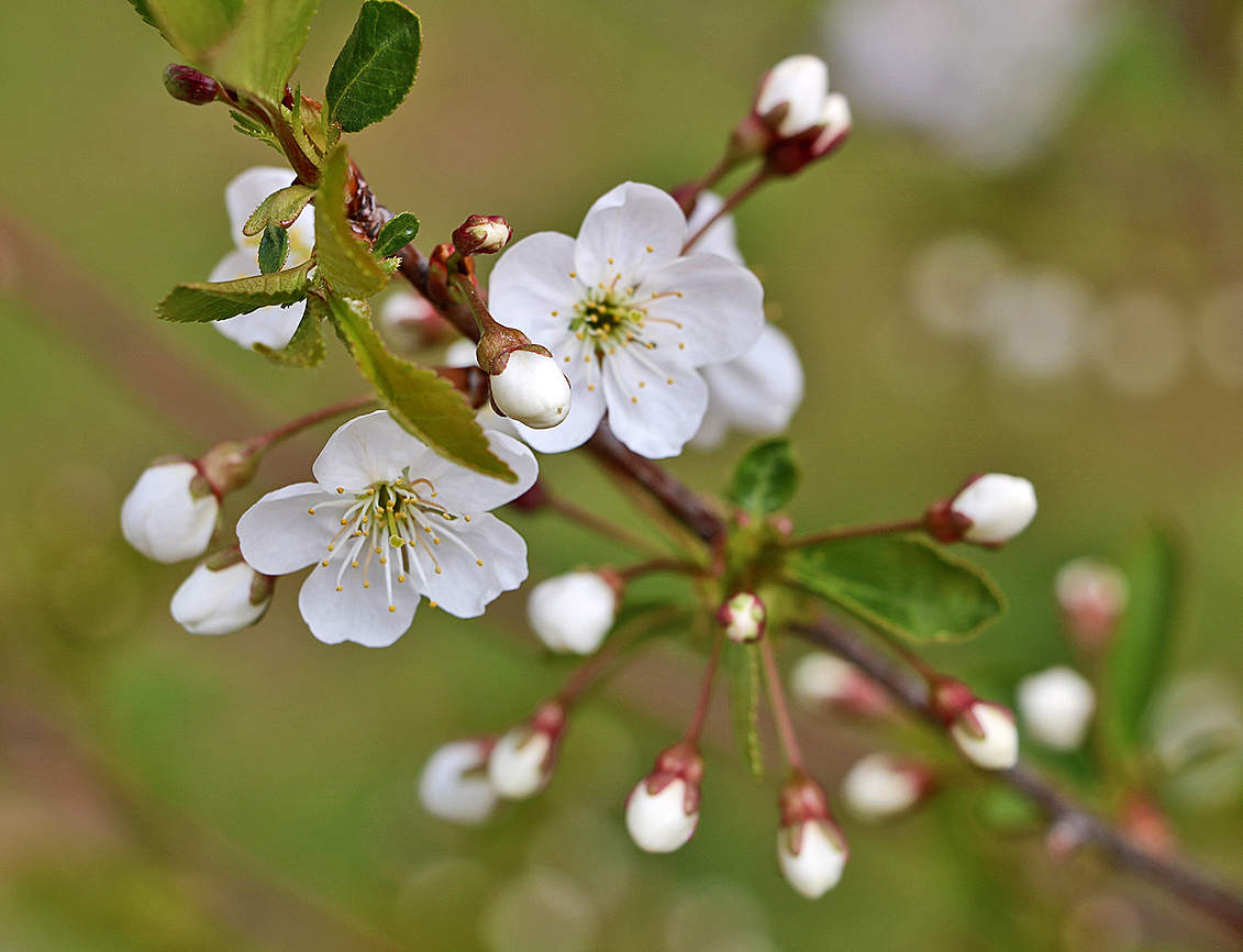Цветение вишни
