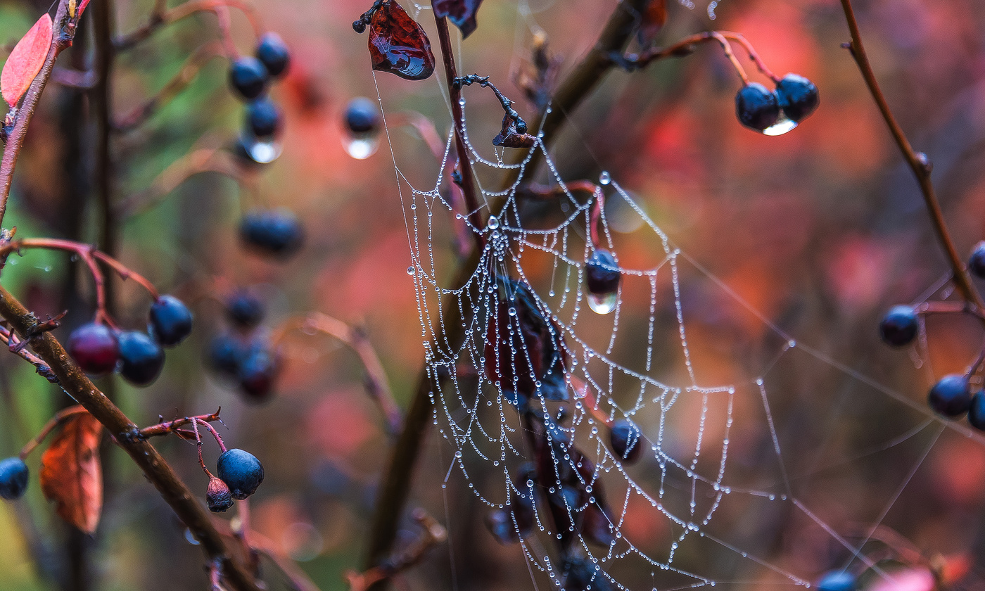 Ожерелье осени.