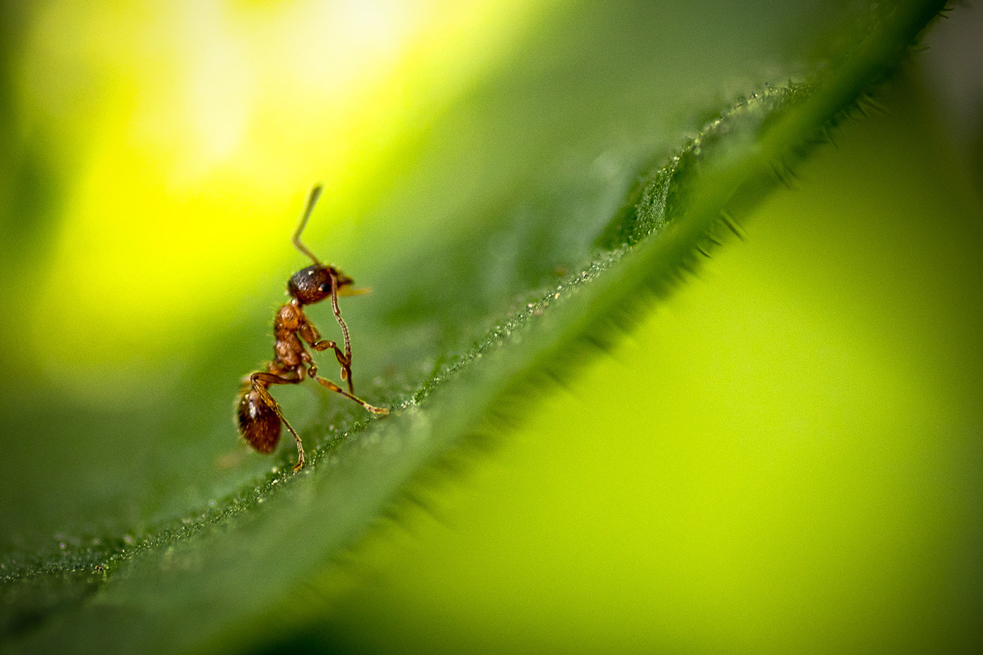 В начале пути или восхождение