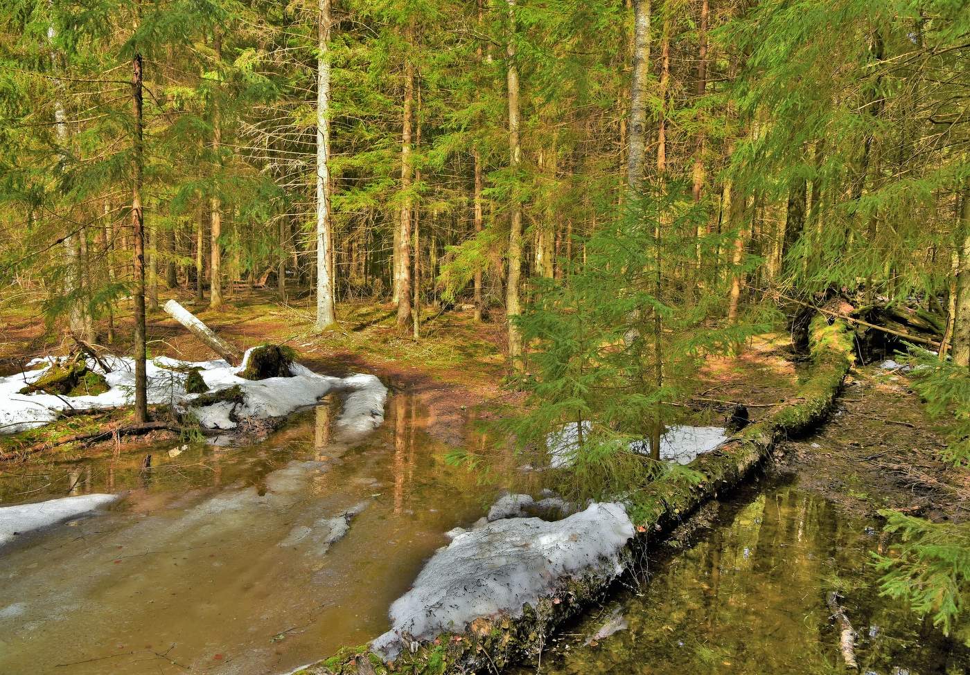 Апрельский лес ...