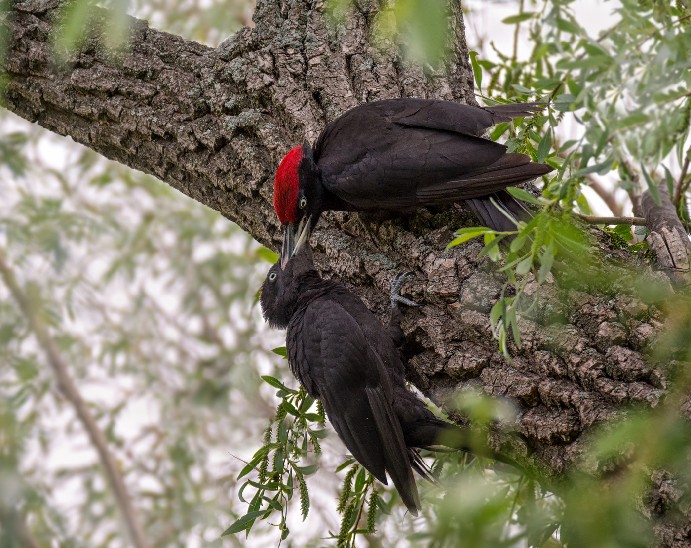 Кормление слётка.