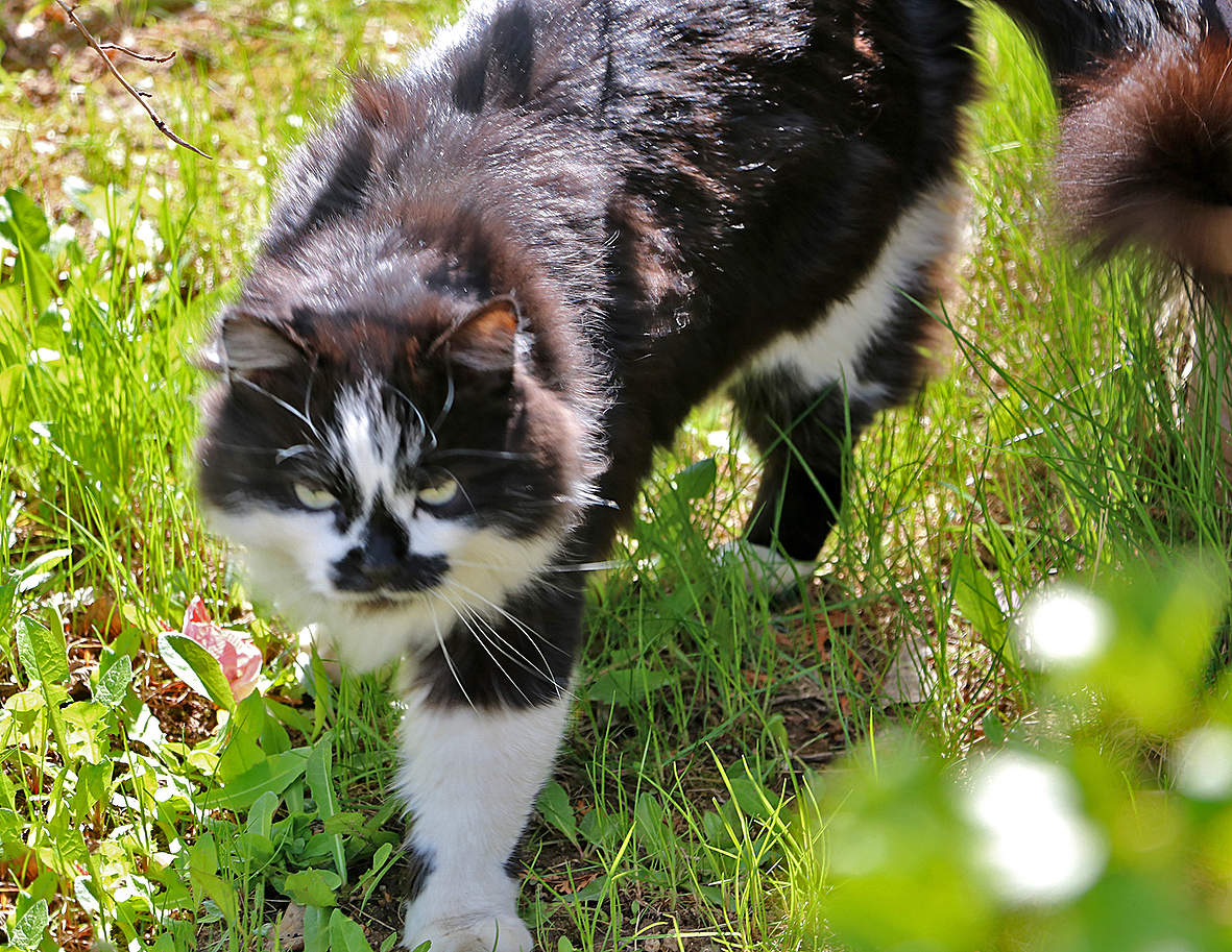 Страшный-страшный зверь...