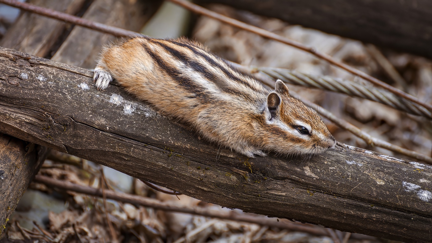 Красота природы: бурундук.