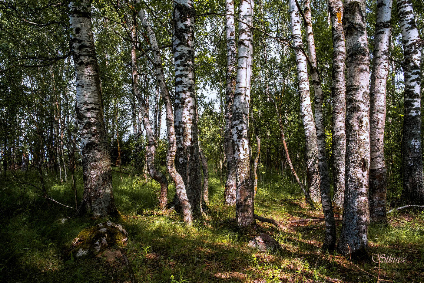 Берёзовый лес.
