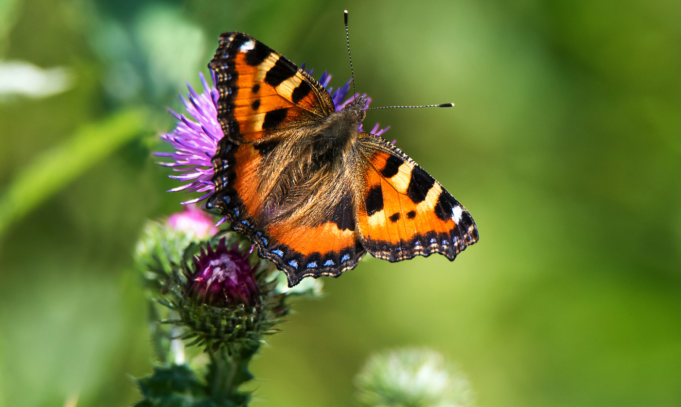 Крапивница.