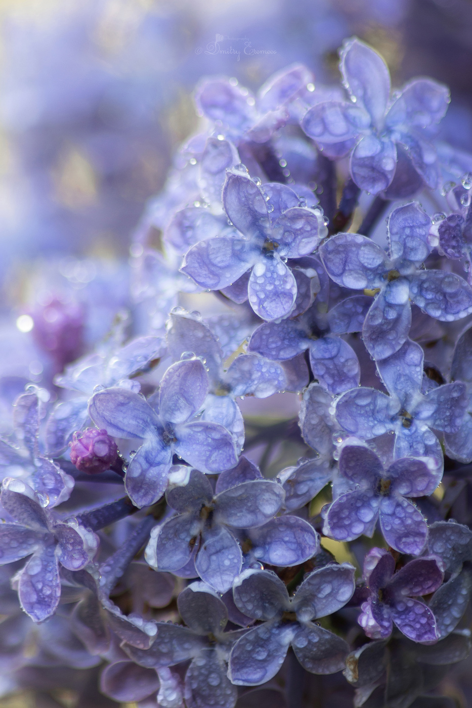 В сиреневом тумане...