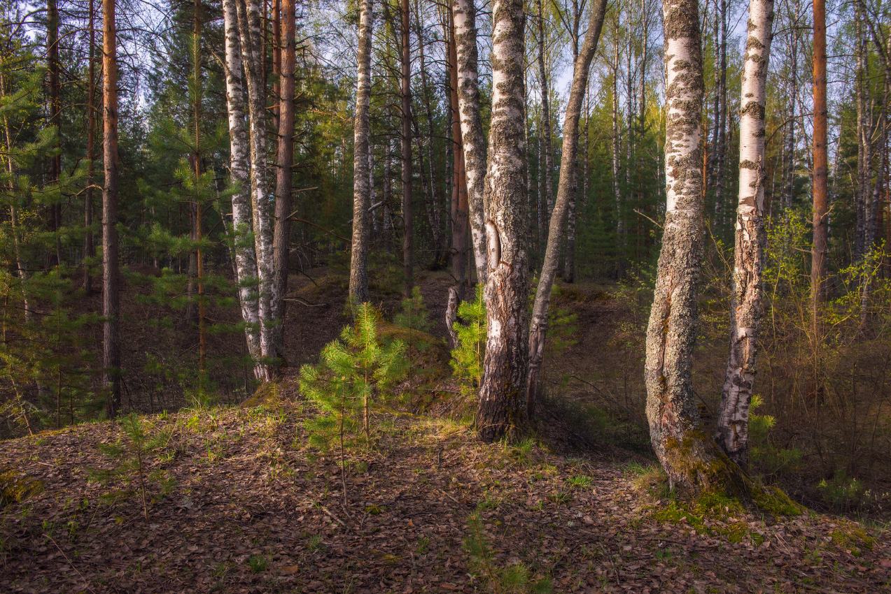 Утро на лесной полянке