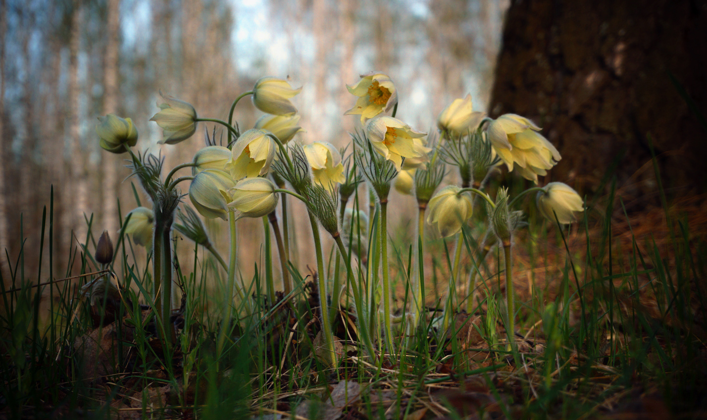 Прострелов дружная семейка