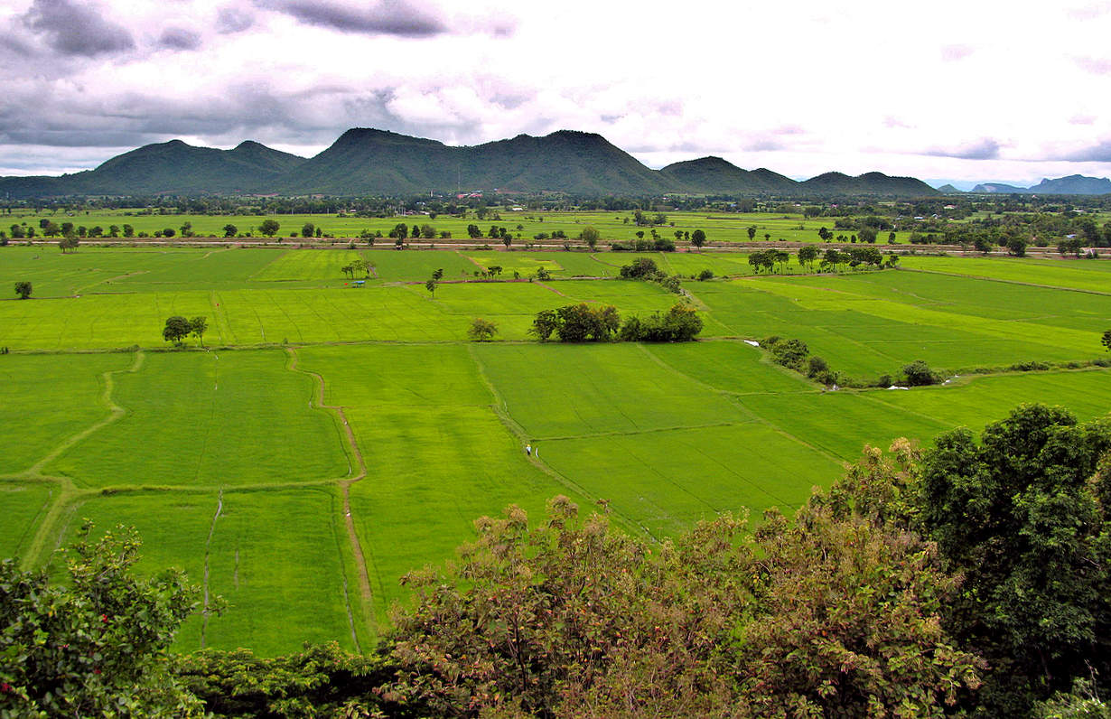 На рисовых полях Тайланда