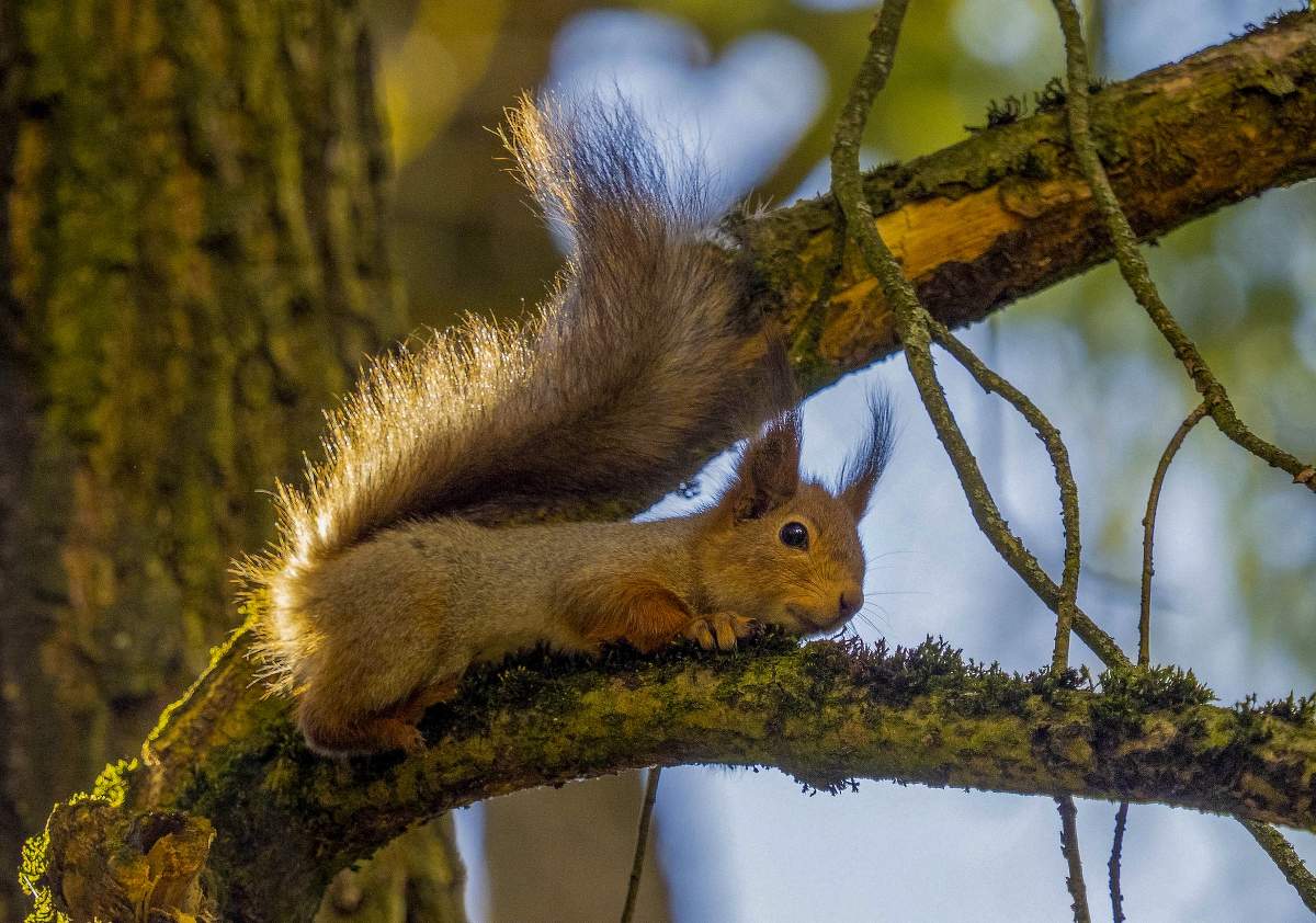 С таким-то хвостом )