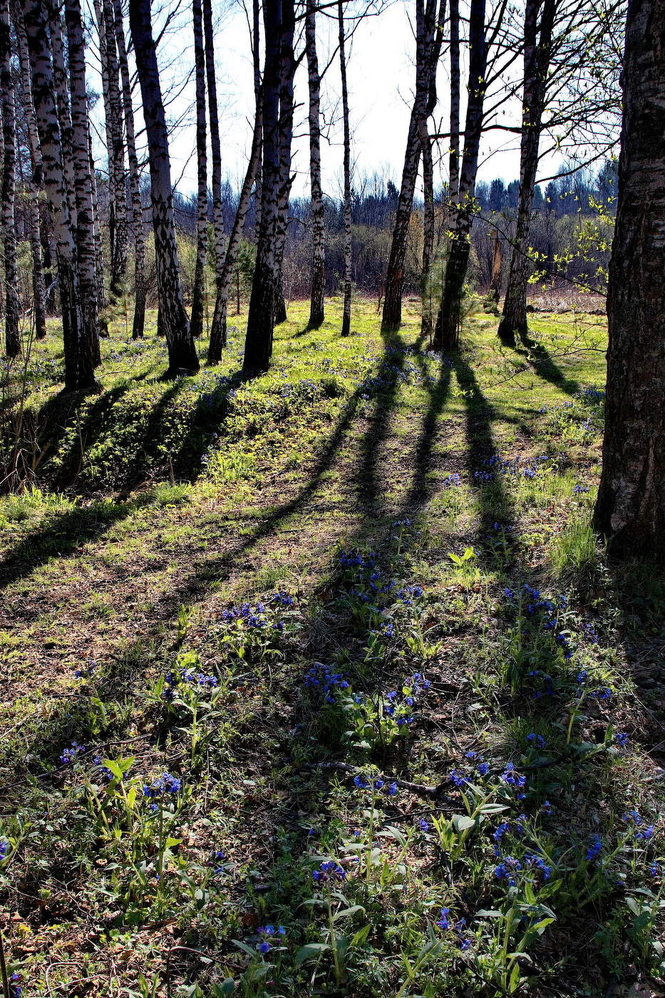 **Весенний лес.*