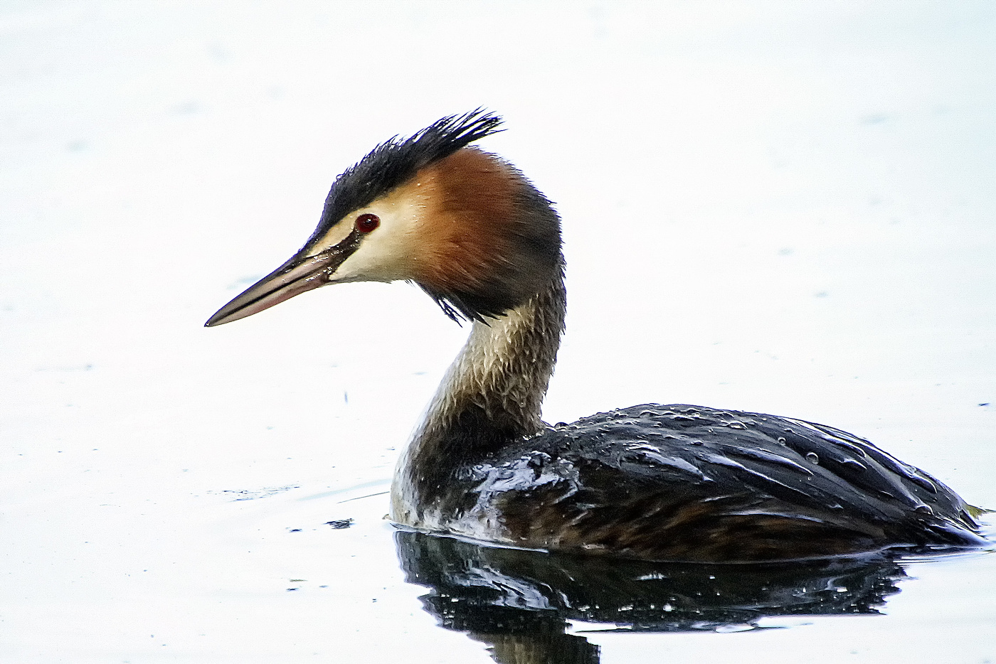 Большая поганка