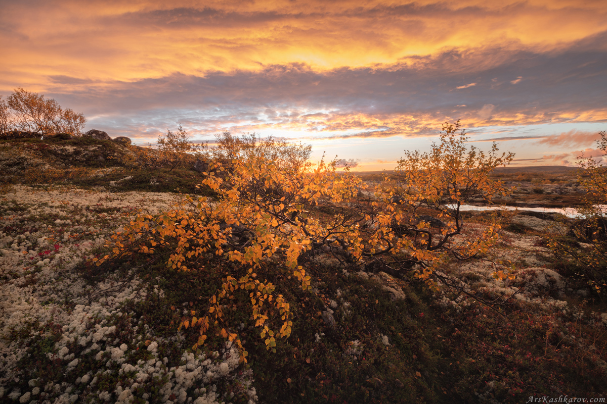 "Осень в тундре"