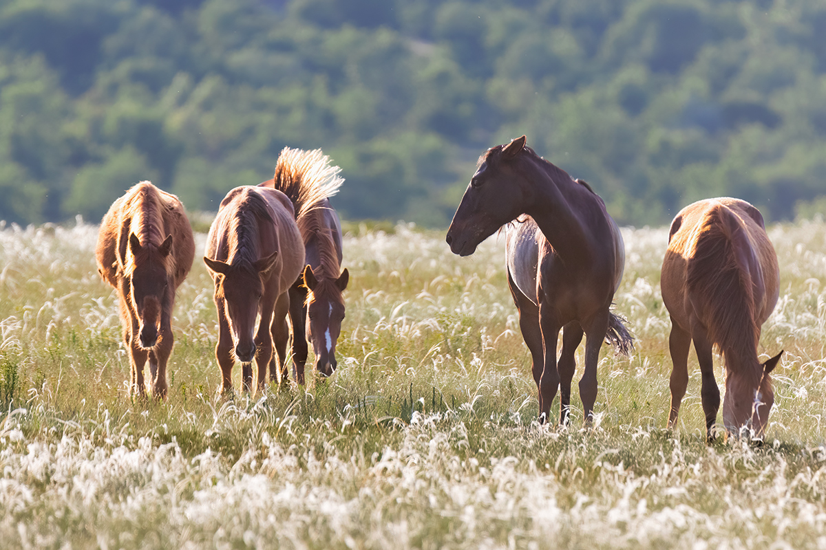В ковыльной степи