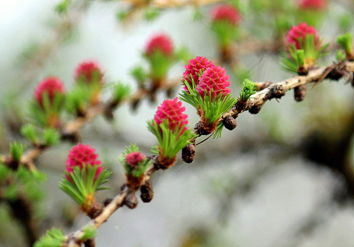 Майское цветение!