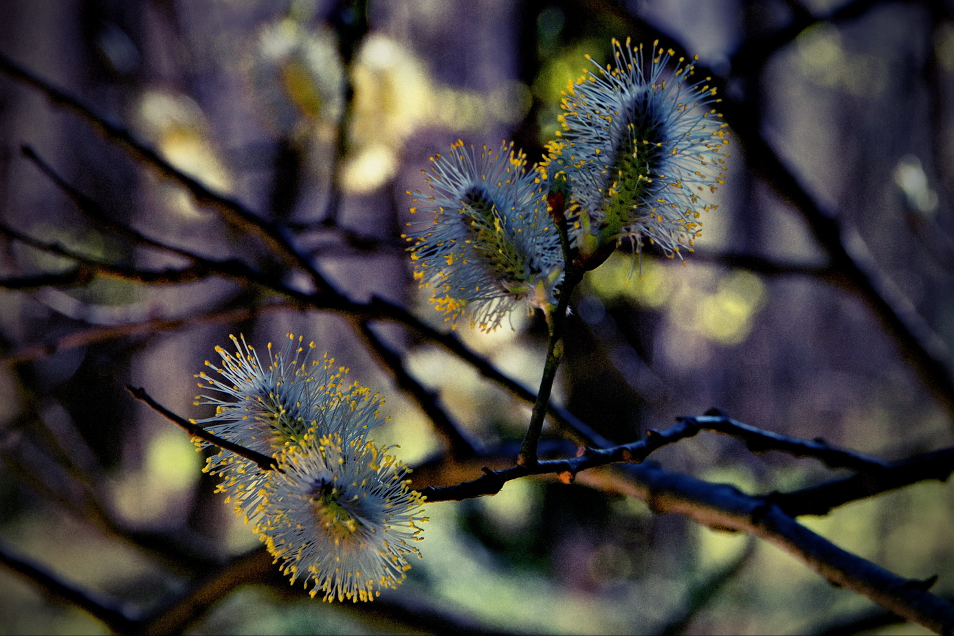 *Цветение.**