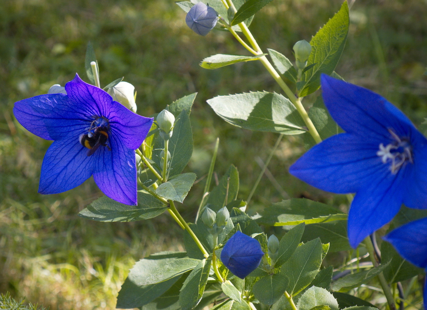 Трудолюбивый
