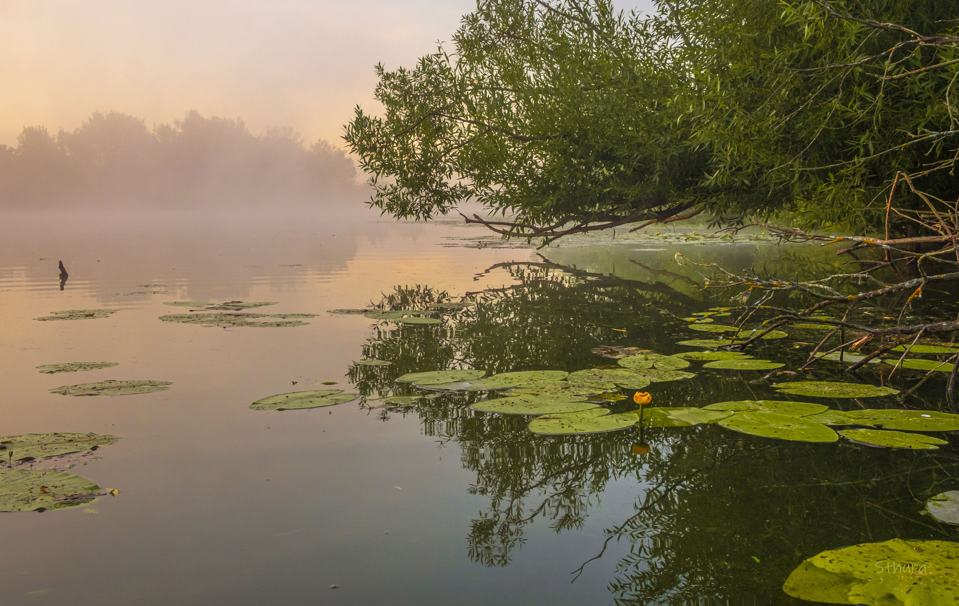 На восходе туман.
