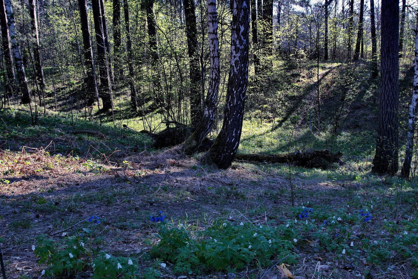 *Майское утро.**