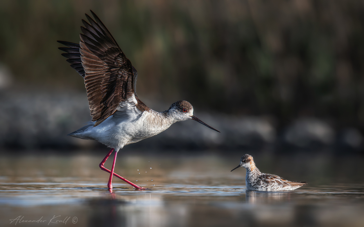 Давид и Голиаф