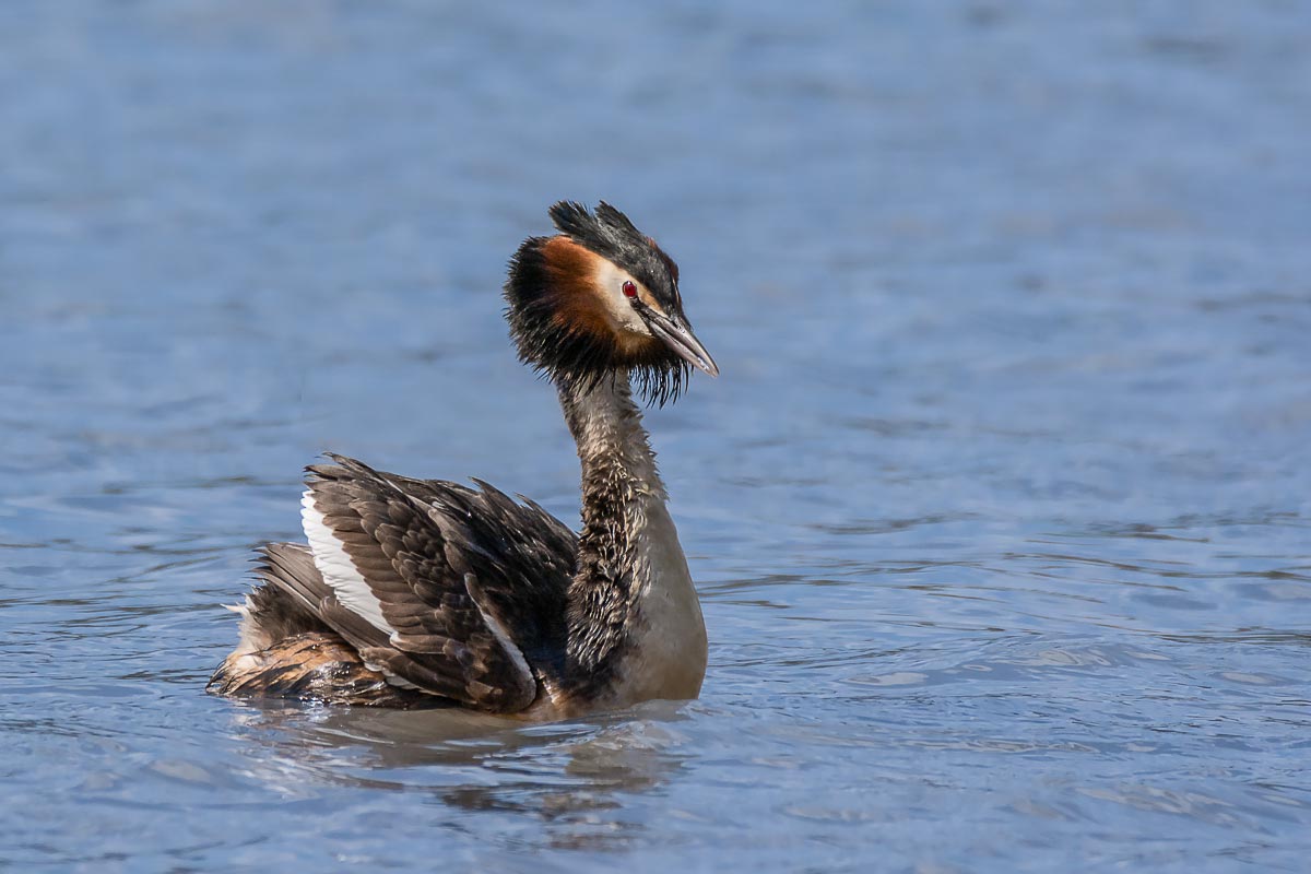 Большая поганка (чомга).