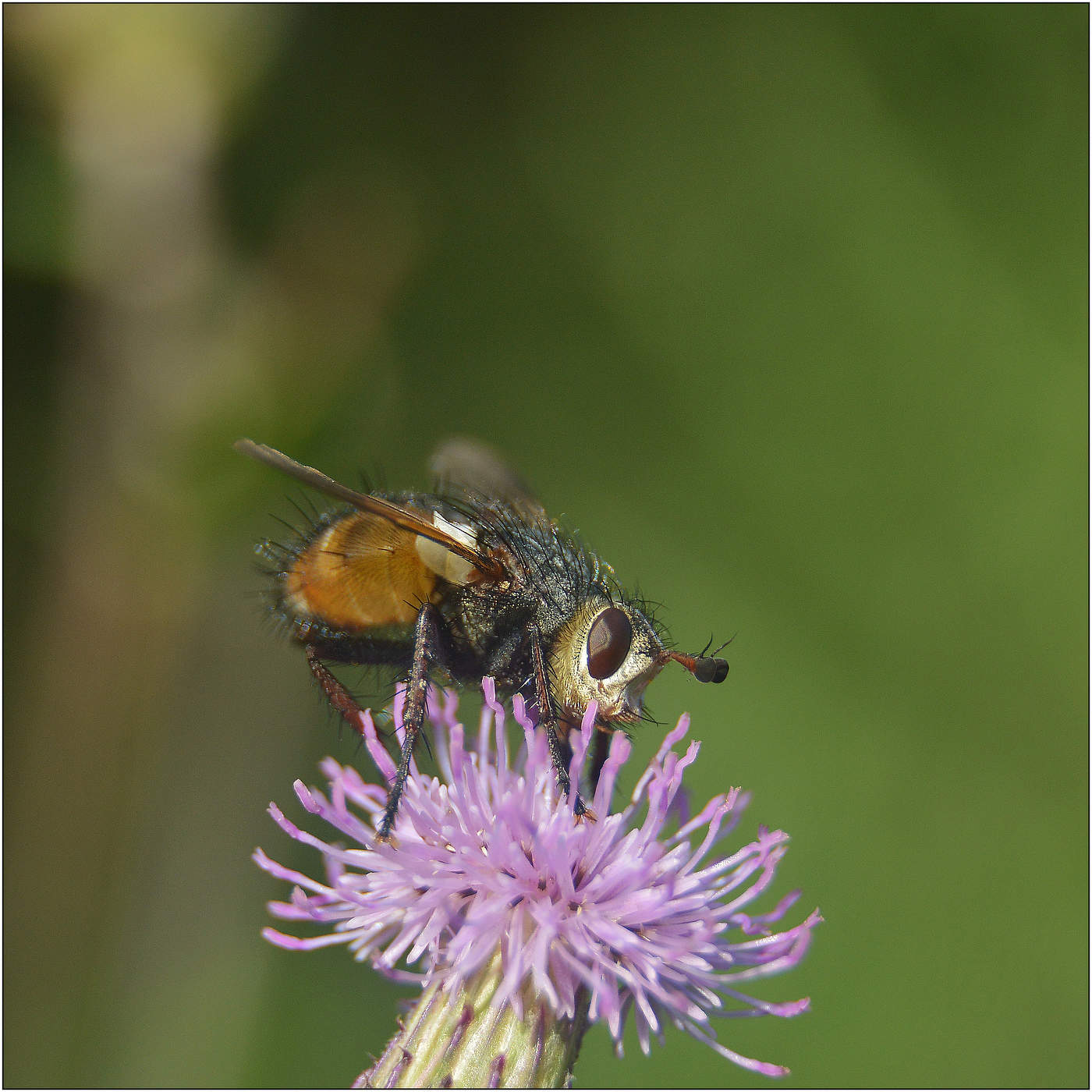 Везде пыльца.