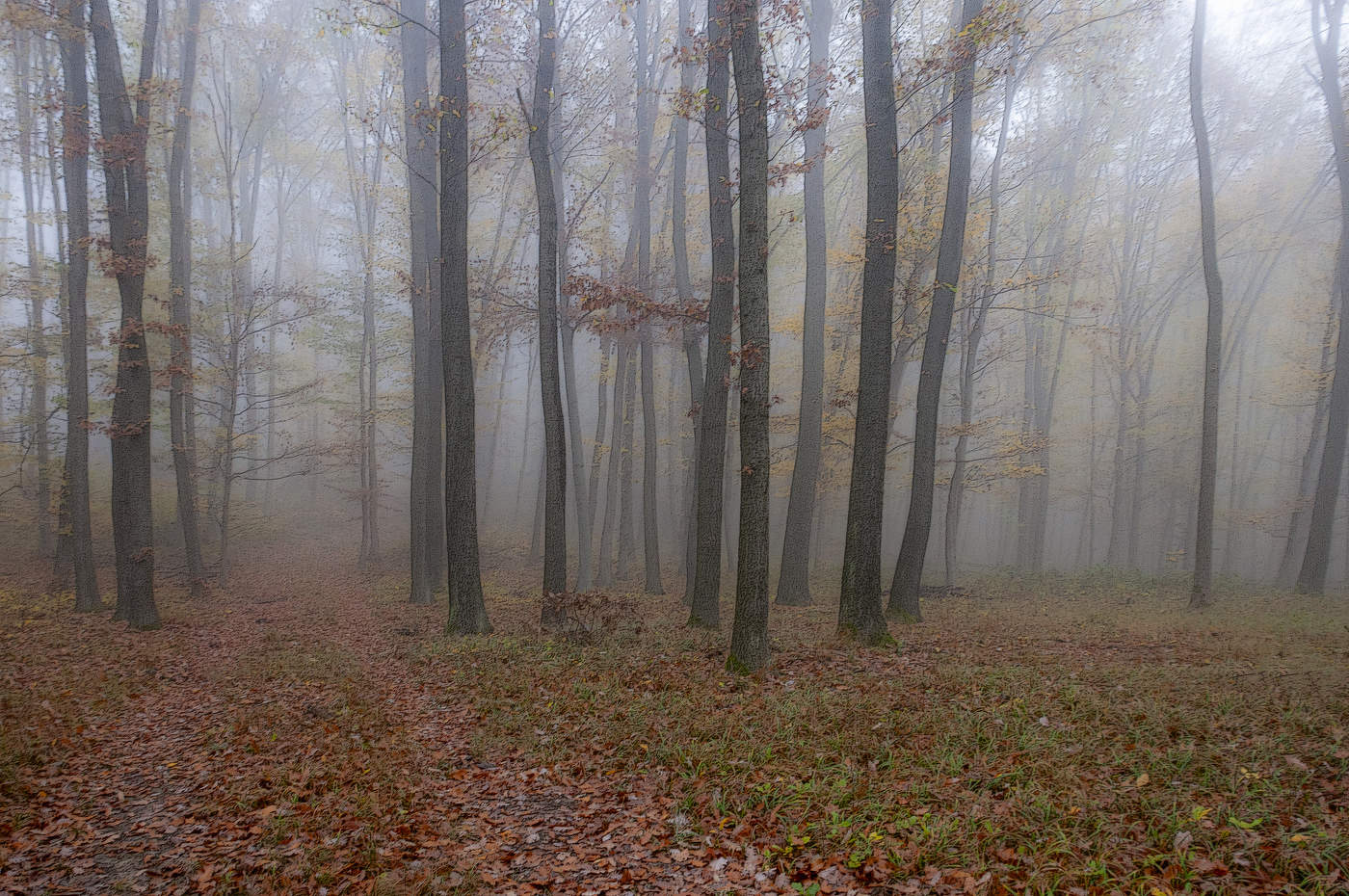 Туманный лес