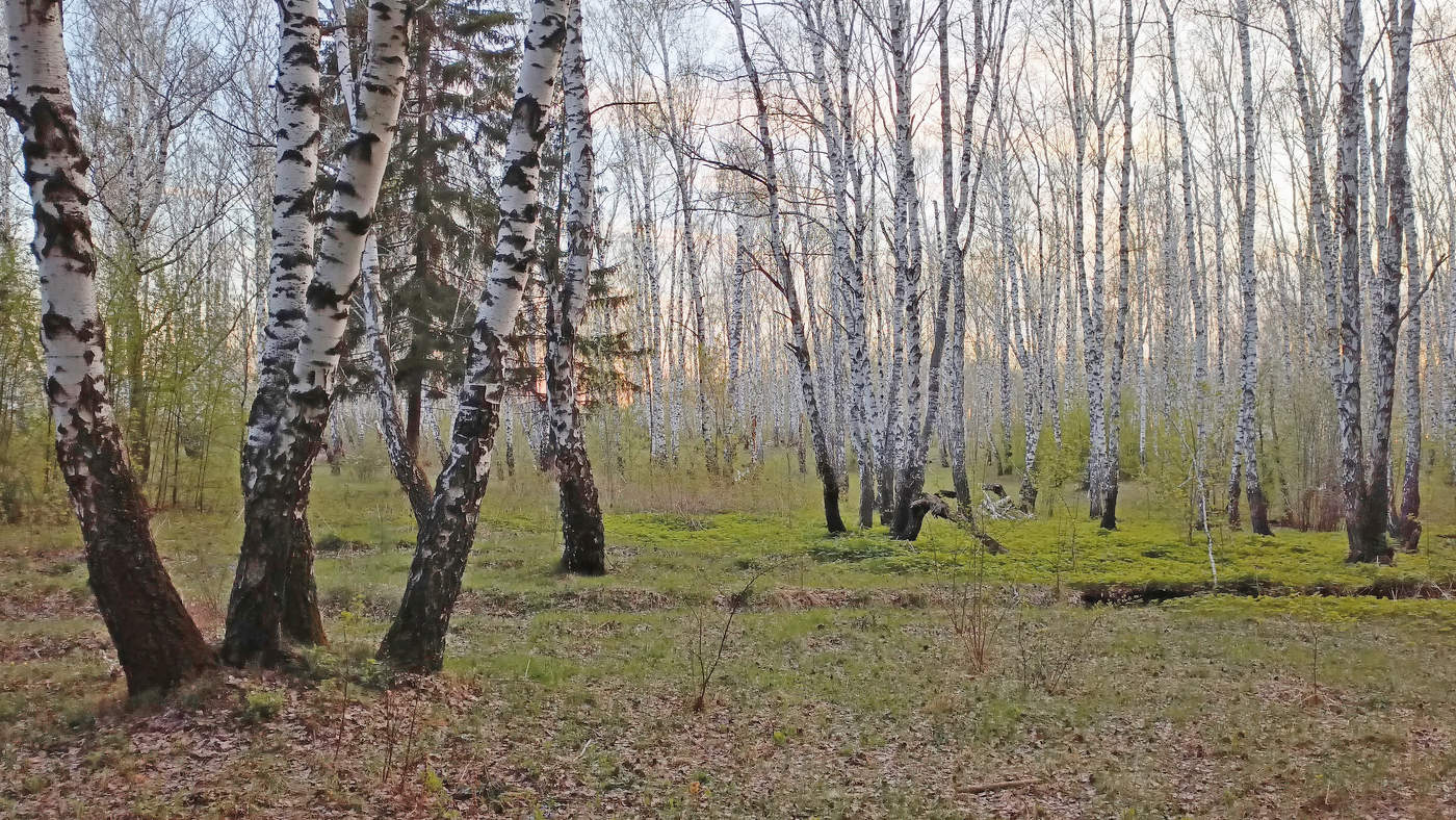 Весенний лес. Душе отрада...