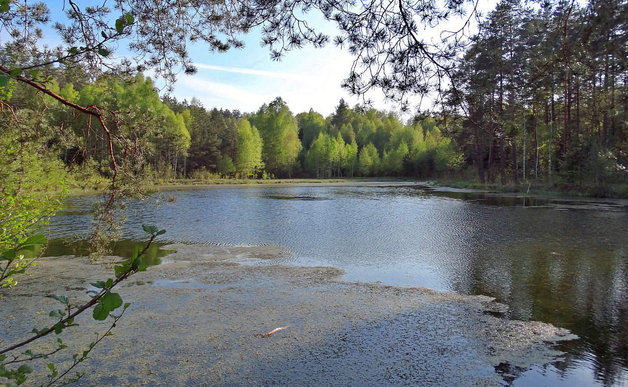 Нежная майская зелень оживило озеро