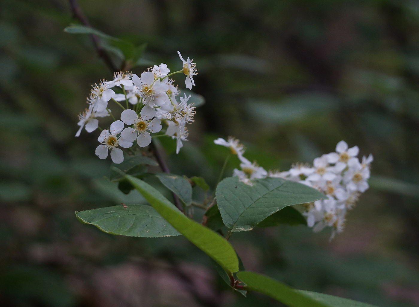 Белая черемуха душистая