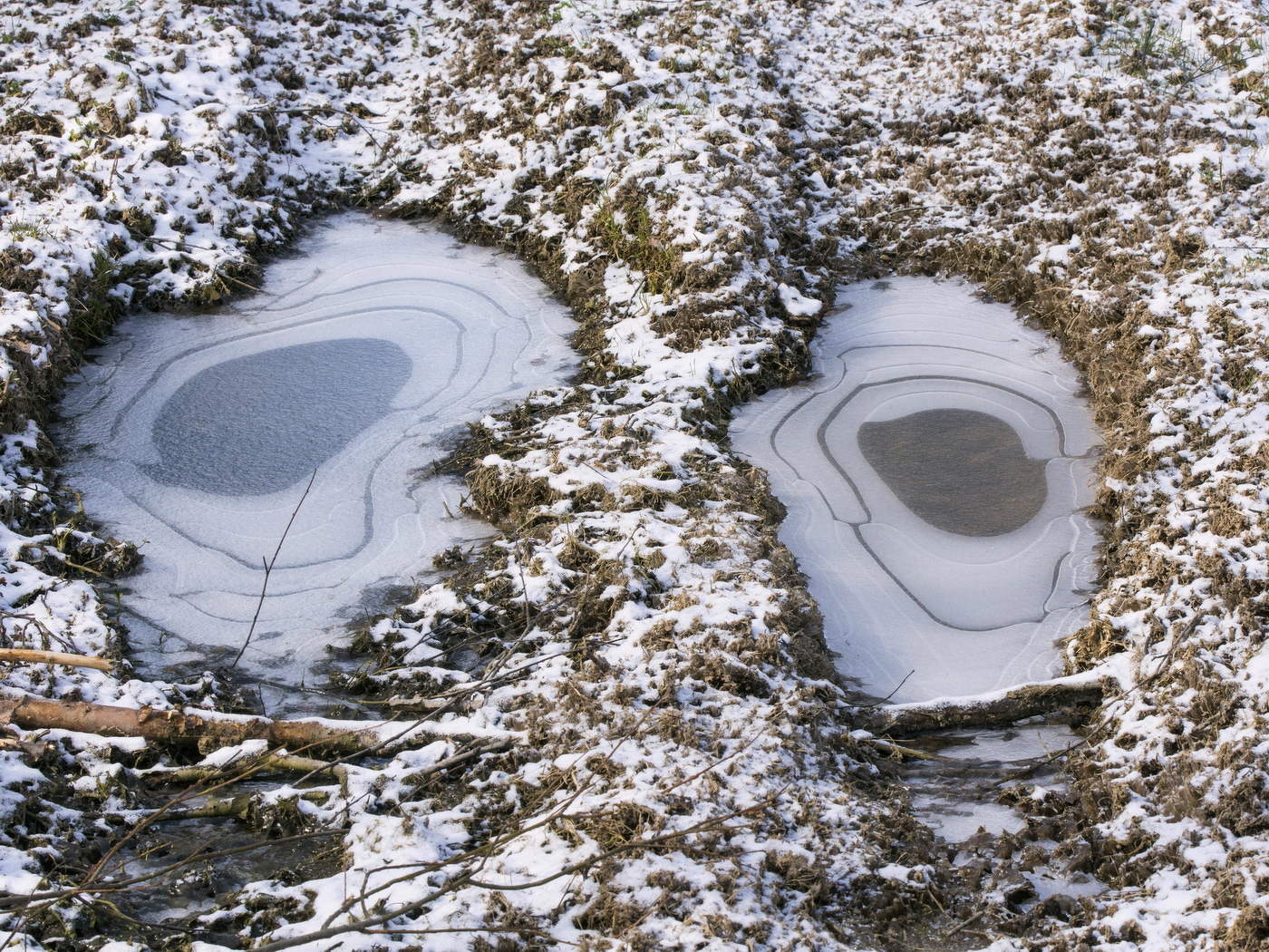 Взгляд Лешего