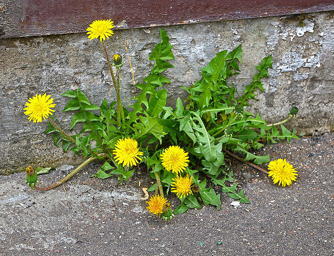 Вездесущие...