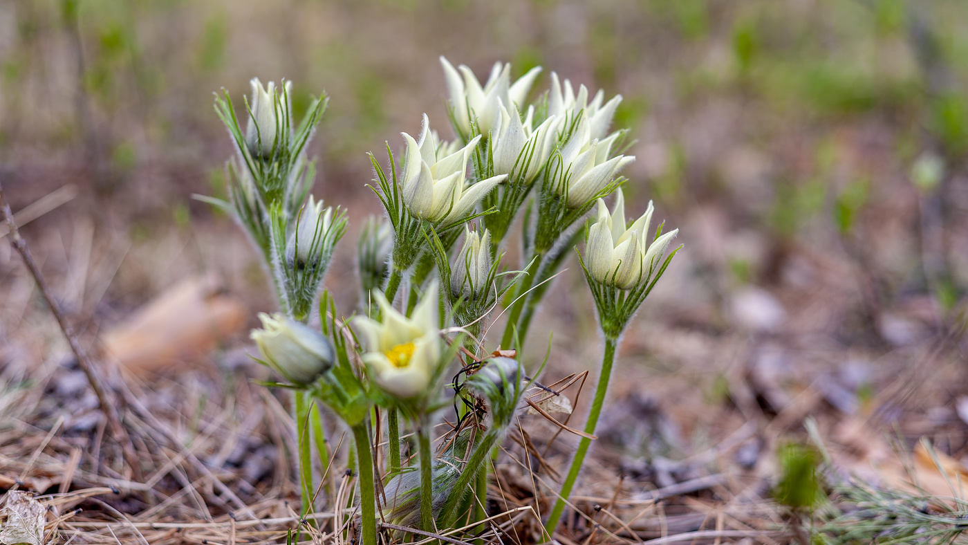 Прострел желтеющий.