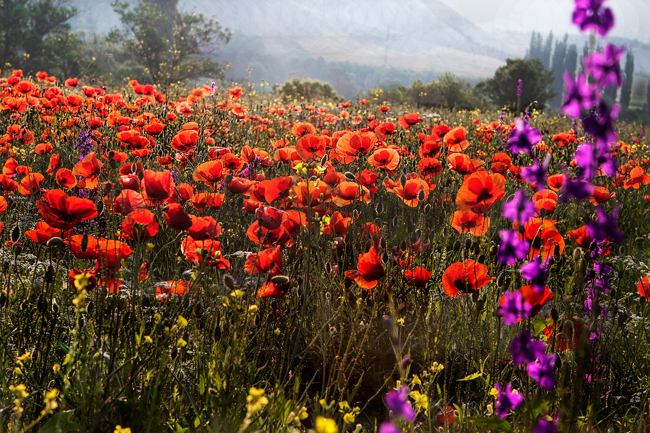 Маковое море
