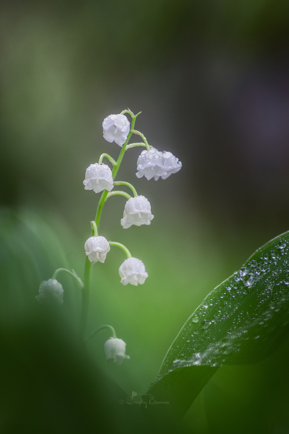 Где-то в лесу...