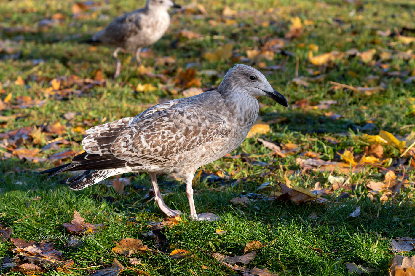 Чайка морская.