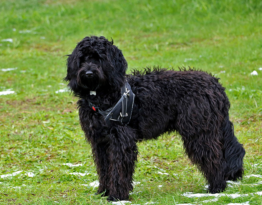 Весенняя модель - лабрадудель Тучка, хорошо позирует!