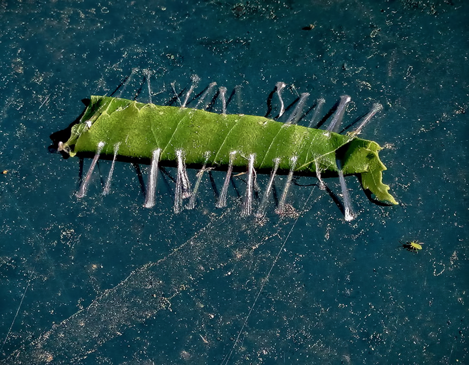 Звёздная посылка.
