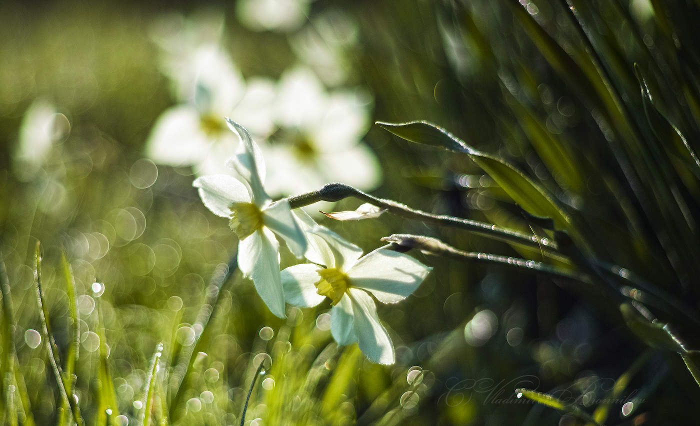 Утренняя роса на цветах