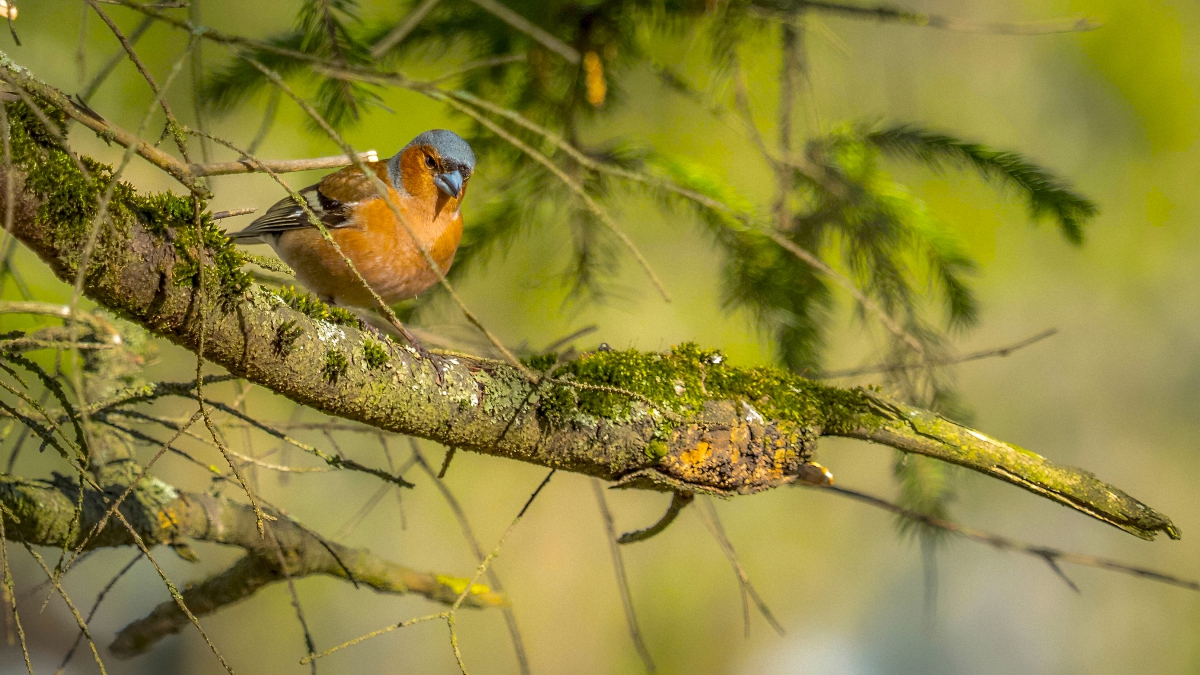 Вестник весны
